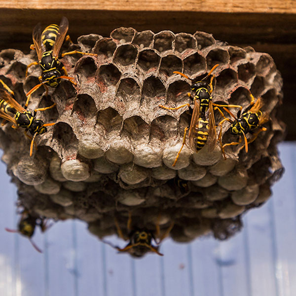 Wasp Hornet Bee Control Raleigh NC